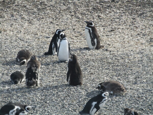 Navigation to the Penguins island "Beagle Channel" - Image 14