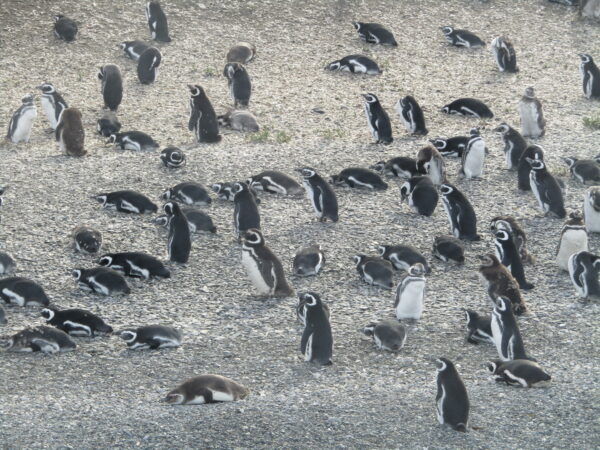 Navigation to the Penguins island "Beagle Channel" - Image 15