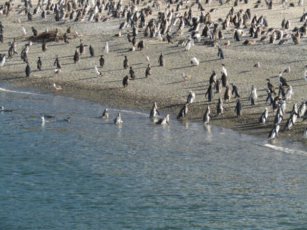 Navigation to the Penguins island "Beagle Channel" - Image 16