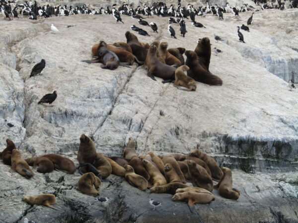 Navigation to the Penguins island "Beagle Channel" - Image 17