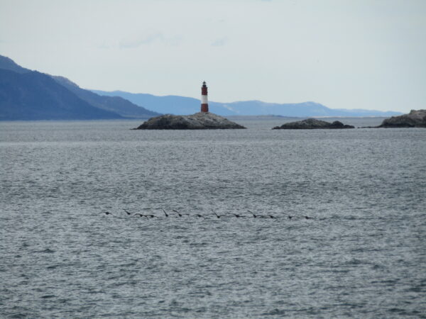 Navigation to the Penguins island "Beagle Channel" - Image 19