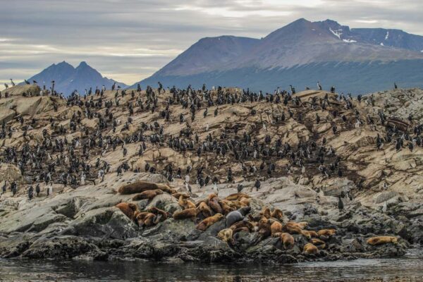 Navigation to the Penguins island "Beagle Channel" - Image 10