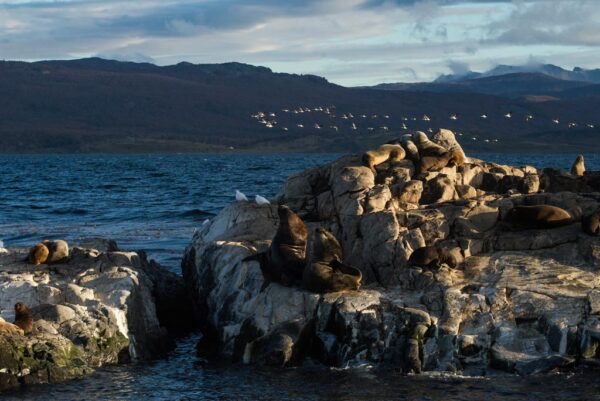 Navigation to the Penguins island "Beagle Channel" - Image 11