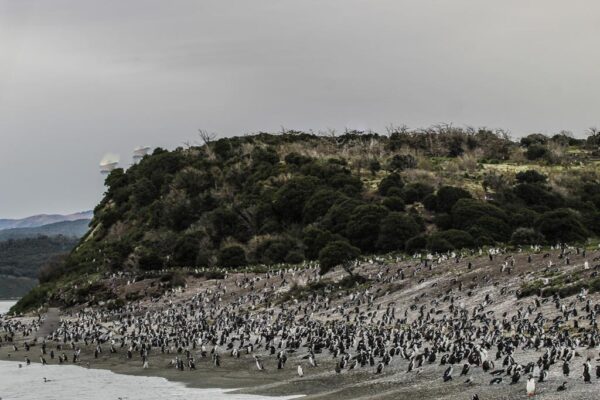 Navigation to the Penguins island "Beagle Channel" - Image 12