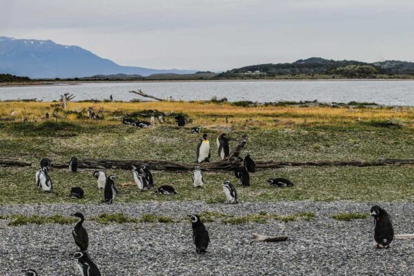 Navigation to the Penguins island "Beagle Channel" - Image 13